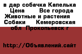 в дар собачка Капелька › Цена ­ 1 - Все города Животные и растения » Собаки   . Кемеровская обл.,Прокопьевск г.